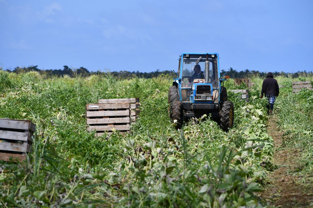 tractor in a crop field